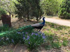 -北京麋鹿生态实验中心