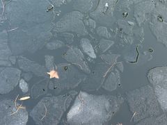 -波尔登森林公园