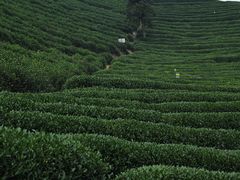 -龙坞茶村