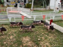 -湖南湘都生态农业园