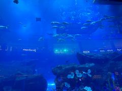 -迪拜水族馆及水下动物园