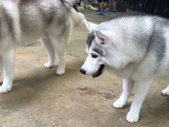 -TrueLove @ Neverland (Husky Cafe)
