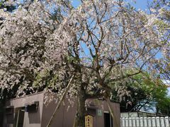 -成田山新胜寺