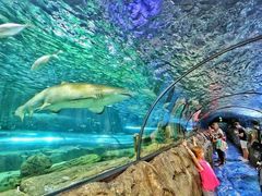 -悉尼海洋生物水族馆