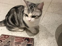 -飞行喵MR PILOT|猫舍·猫咖(静安大融城店)