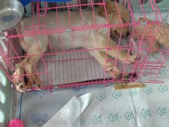 -瑞派福兴宠物医院犬猫全科·骨科·中西医结合(河东店)