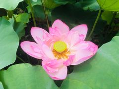 -陈家山荷花公园