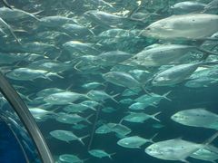 -上海海洋水族馆