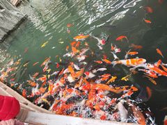 -南宫五洲植物乐园