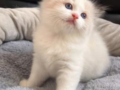 -天使宠物医院·犬猫分诊(彩虹店)