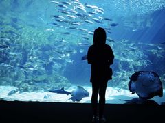 -西海国立公园九十九岛水族馆