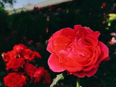-莲花池公园