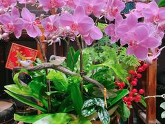 -双季花艺园艺市场(浦东店)