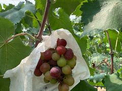 -马陆小张葡萄园农家乐