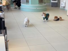 -怪兽屋·羊驼·猫咖·狗咖(俊华广场店)