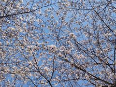 -高东镇樱花园