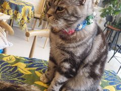 -平行世界·猫咖(首经贸店)