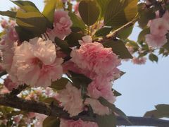 -洛阳市牡丹公园