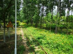 -合肥滨湖国家森林公园