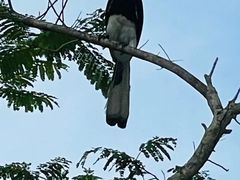 -武吉知马自然保护区