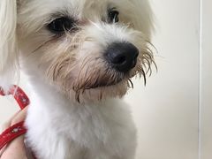 -佳雯宠物医院(四明中路分院)