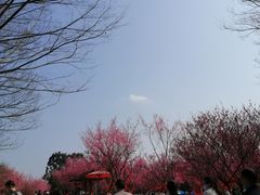 -秀丽东方