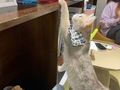 -逗柴咖啡屋·狗咖猫咖宠物桌游