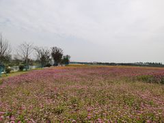 -贡湖湾湿地公园