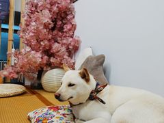 -柴迷FANS CLUB·柴犬狗咖·猫咖
