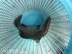 -钱大妈海鲜饭店(保利林语店)