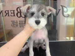 -车接车送·寄养洗护·德文猫舍(大宁店)