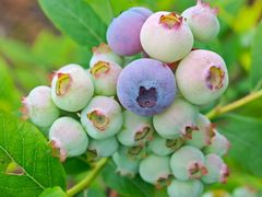 -金石滩蓝莓谷庄园