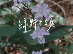-铁山坪森林公园