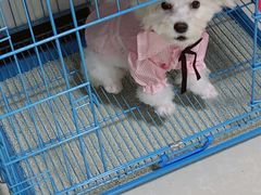 -翊宠yipet猫狗购宠庄园犬舍•猫舍