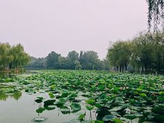 -廊坊市自然公园