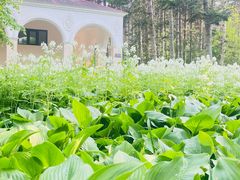 -黑龙江省森林植物园
