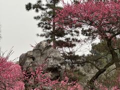 -杭州植物园