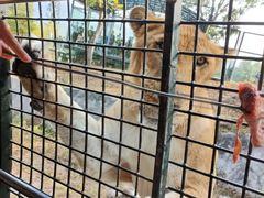 -深圳野生动物园
