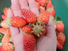 -西北农副产品中心批发市场(广安路店)