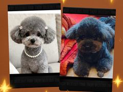 -帕帕拉兹宠物(亚洲旗舰店)