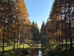 -黄海国家森林公园