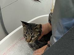 -宠颐生宠物医院·犬猫全科·皮肤科(商业街店)