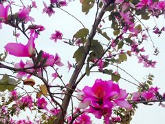 -松山湖梦幻百花洲