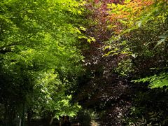 -桃花岛景观公园