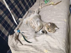 -纳吉亚猫专科动物诊疗中心(蒋宅口分院)