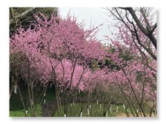 -重庆彩云湖湿地公园