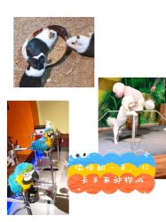 点击看大图 -未来动物城动物主题公园(大悦城店)