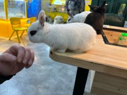 点击看大图 -神奇动物撸宠馆·羊驼·小浣熊·异宠(豫园店)