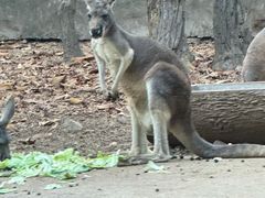-清迈夜间动物园