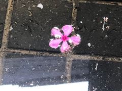 -西双版纳洲际度假酒店兰吧